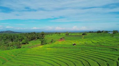 Beautiful morning view indonesia panorama landscape paddy fields with beauty color and sky natural light