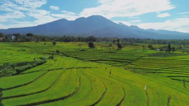 Beautiful morning view indonesia panorama landscape paddy fields with beauty color and sky natural light