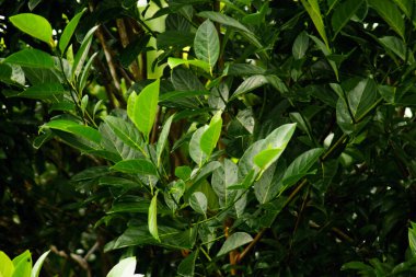 Beautiful morning view indonesia panorama landscape paddy fields with beauty color and sky natural light