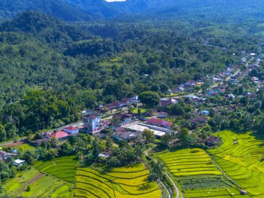 Beautiful morning view indonesia panorama landscape paddy fields with beauty color and sky natural light
