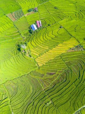 Beautiful morning view indonesia panorama landscape paddy fields with beauty color and sky natural light