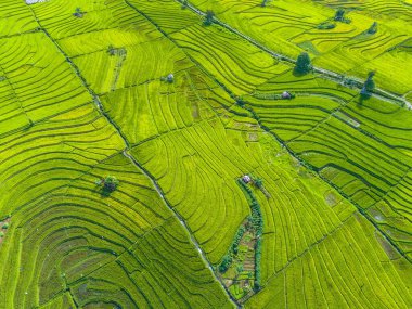 Beautiful morning view indonesia panorama landscape paddy fields with beauty color and sky natural light
