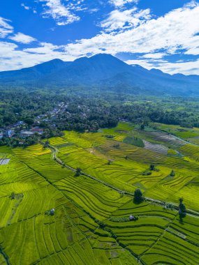 Beautiful morning view indonesia panorama landscape paddy fields with beauty color and sky natural light