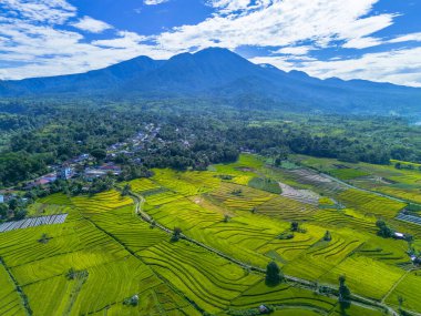 Beautiful morning view indonesia panorama landscape paddy fields with beauty color and sky natural light
