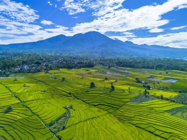Beautiful morning view indonesia panorama landscape paddy fields with beauty color and sky natural light