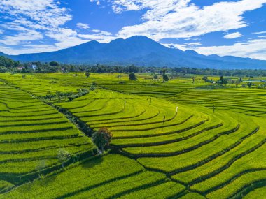 Beautiful morning view indonesia panorama landscape paddy fields with beauty color and sky natural light