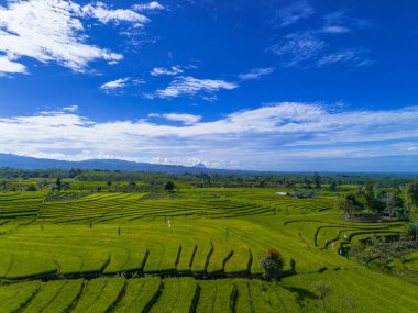 Beautiful morning view indonesia panorama landscape paddy fields with beauty color and sky natural light
