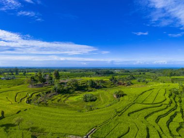 Beautiful morning view indonesia panorama landscape paddy fields with beauty color and sky natural light
