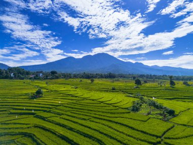 Beautiful morning view indonesia panorama landscape paddy fields with beauty color and sky natural light
