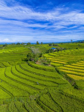Beautiful morning view indonesia panorama landscape paddy fields with beauty color and sky natural light