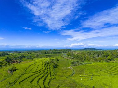 Beautiful morning view indonesia panorama landscape paddy fields with beauty color and sky natural light