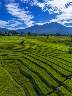 anten, hava klibi, tarım, sanat, Asya, arka plan, bali, kuş, sinematik, renkli doğa, kırsal, drone, drone, video, çevre, tarım, tarım, orman, yeşil, yeşillik, uyum, Endonezya, orman, manzara, dağ, fi