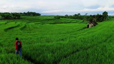 Beautiful morning view indonesia panorama landscape paddy fields with beauty color and sky natural light