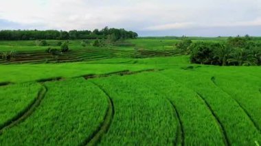 Beautiful morning view indonesia panorama landscape paddy fields with beauty color and sky natural light