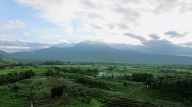 Beautiful morning view indonesia panorama landscape paddy fields with beauty color and sky natural light