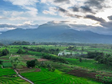 Beautiful morning view indonesia panorama landscape paddy fields with beauty color and sky natural light