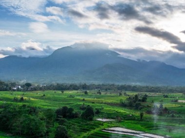 Beautiful morning view indonesia panorama landscape paddy fields with beauty color and sky natural light