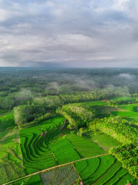 Beautiful morning view indonesia panorama landscape paddy fields with beauty color and sky natural light