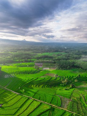 Beautiful morning view indonesia panorama landscape paddy fields with beauty color and sky natural light