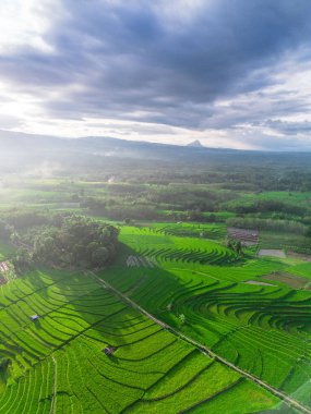 Beautiful morning view indonesia panorama landscape paddy fields with beauty color and sky natural light