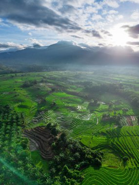 Beautiful morning view indonesia panorama landscape paddy fields with beauty color and sky natural light