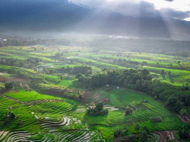 Beautiful morning view indonesia panorama landscape paddy fields with beauty color and sky natural light
