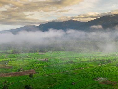 Beautiful morning view indonesia panorama landscape paddy fields with beauty color and sky natural light