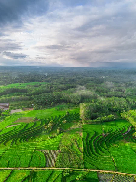 Beautiful morning view indonesia panorama landscape paddy fields with beauty color and sky natural light
