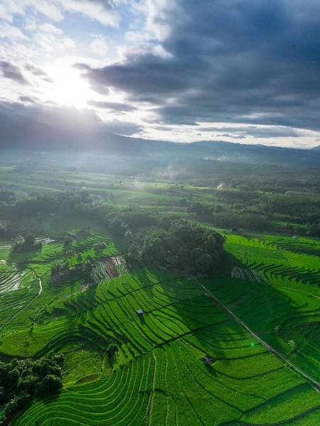 Beautiful morning view indonesia panorama landscape paddy fields with beauty color and sky natural light