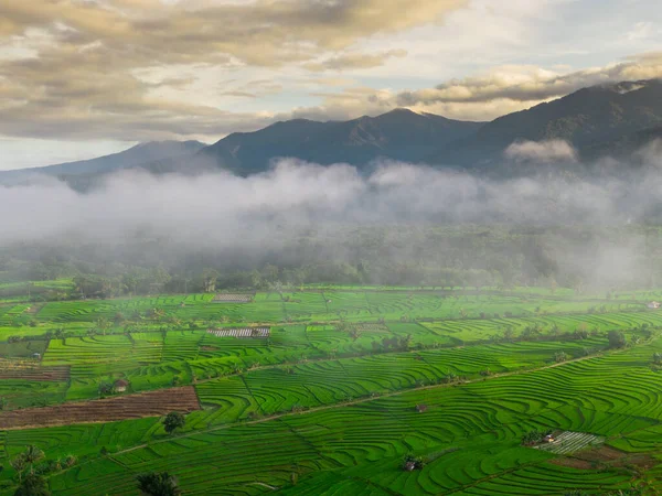 Beautiful morning view indonesia panorama landscape paddy fields with beauty color and sky natural light