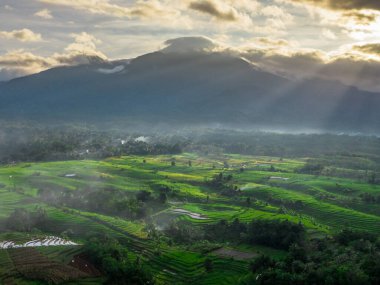 Beautiful morning view indonesia panorama landscape paddy fields with beauty color and sky natural light
