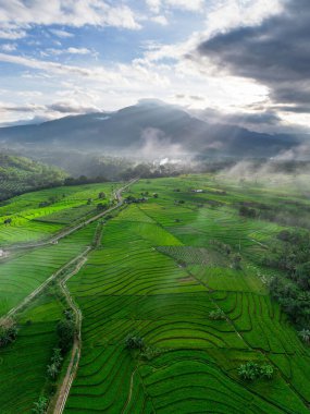 Beautiful morning view indonesia panorama landscape paddy fields with beauty color and sky natural light