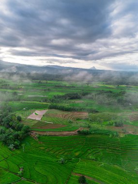 Beautiful morning view indonesia panorama landscape paddy fields with beauty color and sky natural light