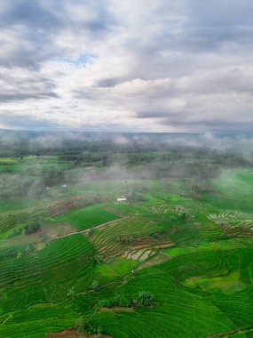 Beautiful morning view indonesia panorama landscape paddy fields with beauty color and sky natural light