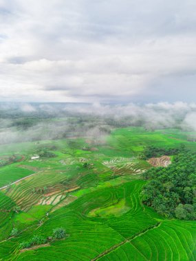 Beautiful morning view indonesia panorama landscape paddy fields with beauty color and sky natural light