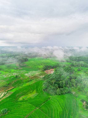Beautiful morning view indonesia panorama landscape paddy fields with beauty color and sky natural light