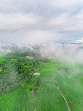 Beautiful morning view indonesia panorama landscape paddy fields with beauty color and sky natural light