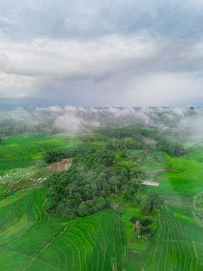 Beautiful morning view indonesia panorama landscape paddy fields with beauty color and sky natural light
