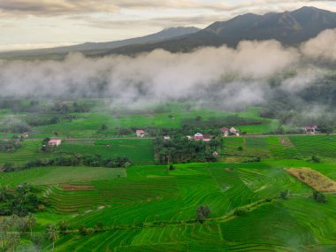 Beautiful morning view indonesia panorama landscape paddy fields with beauty color and sky natural light