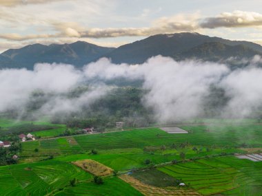 Beautiful morning view indonesia panorama landscape paddy fields with beauty color and sky natural light