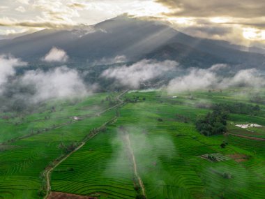 Beautiful morning view indonesia panorama landscape paddy fields with beauty color and sky natural light