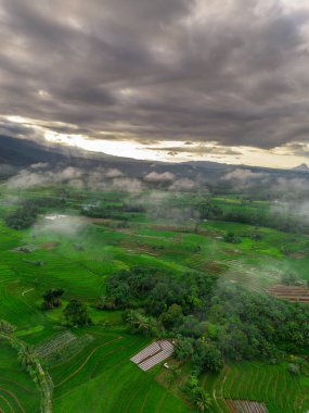 Beautiful morning view indonesia panorama landscape paddy fields with beauty color and sky natural light