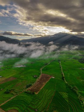 Beautiful morning view indonesia panorama landscape paddy fields with beauty color and sky natural light