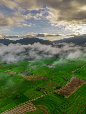 Beautiful morning view indonesia panorama landscape paddy fields with beauty color and sky natural light