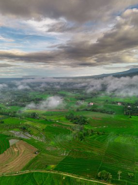 Beautiful morning view indonesia panorama landscape paddy fields with beauty color and sky natural light