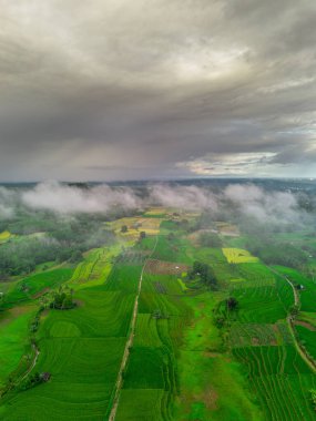 Beautiful morning view indonesia panorama landscape paddy fields with beauty color and sky natural light