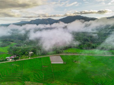 Beautiful morning view indonesia panorama landscape paddy fields with beauty color and sky natural light