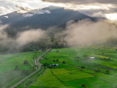 Beautiful morning view indonesia panorama landscape paddy fields with beauty color and sky natural light
