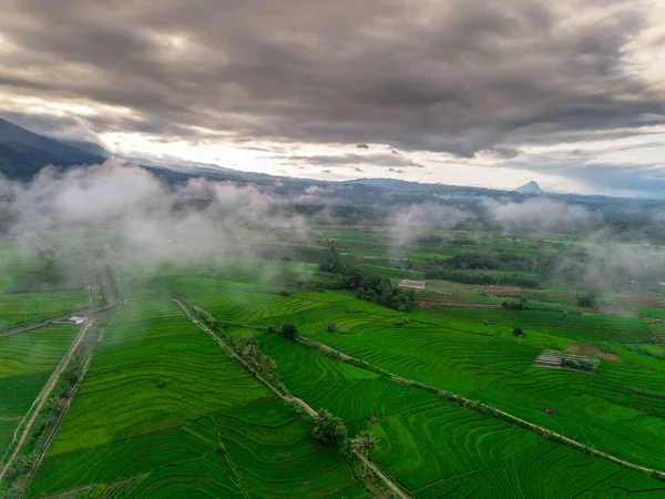 Beautiful morning view indonesia panorama landscape paddy fields with beauty color and sky natural light