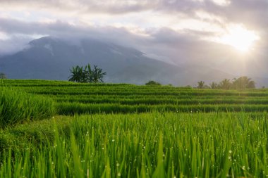 Beautiful morning view indonesia panorama landscape paddy fields with beauty color and sky natural light